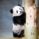 上野動物園のパンダ「シャンシャン」明日から一般公開!!