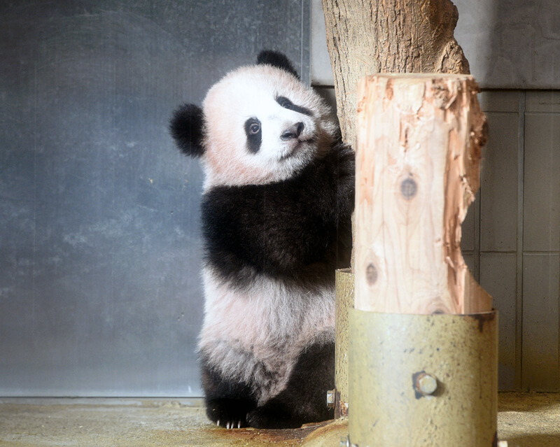 上野動物園のパンダ「シャンシャン」明日から一般公開！！