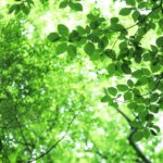 パーキンソン病の治療に役立つ可能性:エメラルドゴキブリバチ