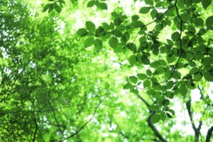 パーキンソン病の治療に役立つ可能性：エメラルドゴキブリバチ