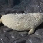 大阪の水族館:海遊館でゴマフアザラシの赤ちゃん誕生