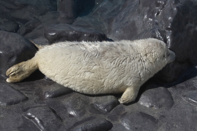 大阪の水族館：海遊館でゴマフアザラシの赤ちゃん誕生
