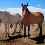 野生馬はもう地球上には存在しない件:絶滅しました