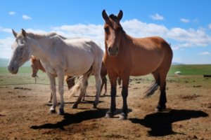 野生馬はもう地球上には存在しない件：絶滅しました