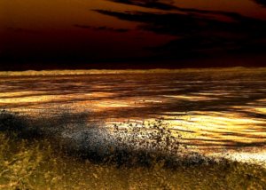 トカラ列島 宝島:タンカーの油が漂着でサンゴ礁が心配