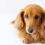【子犬工場】超過密状態で400匹飼育:福井県坂井市