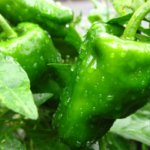 誰でも簡単!プランターでのピーマンの育て方とは?