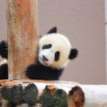 【パンダ結浜】ひな祭り:アドベンチャーワールド