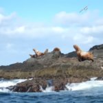 北海道:無人島に大量のトド出現!!