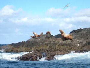 北海道：無人島に大量のトド出現！！