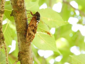 素数ゼミ:13年から17年の周期で大発生する!アメリカ