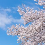 北海道札幌市:桜開花しました!しかもあの花も同じ日に開花!