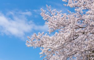 北海道札幌市:桜開花しました!しかもあの花も同じ日に開花!