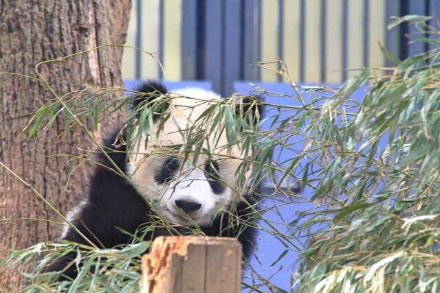 上野動物園パンダのシャンシャンりんごを食べる姿がカワイイ！