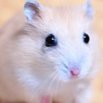 人気ハムスター動画ユーチューバーに動物虐待疑惑が持ち上がる
