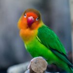 ワカケホンセイインコの群れ約1,000羽が神奈川県川崎市に出現!