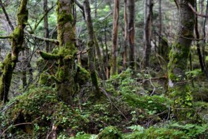 なぜ迷う?方位磁石が回り続けるという恐怖の樹海:青木ヶ原樹海の真実