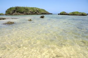 壊されるマングローブ林：世界遺産登録に住民は反対！西表島の漂着ゴミが悲惨な状況に