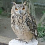 【悲報】放浪ミミズク都会の雑踏の中に散る...環七沿いで死骸見つかる!