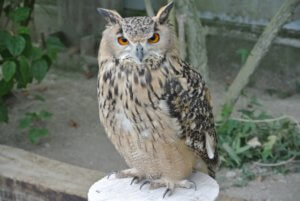 【悲報】放浪ミミズク都会の雑踏の中に散る...環七沿いで死骸見つかる！