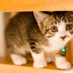 【ねこじゃすり】2月22日は猫の日です!今話題の猫動画を見て癒されませんか?