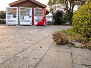 常温自販機が増加している理由とは?