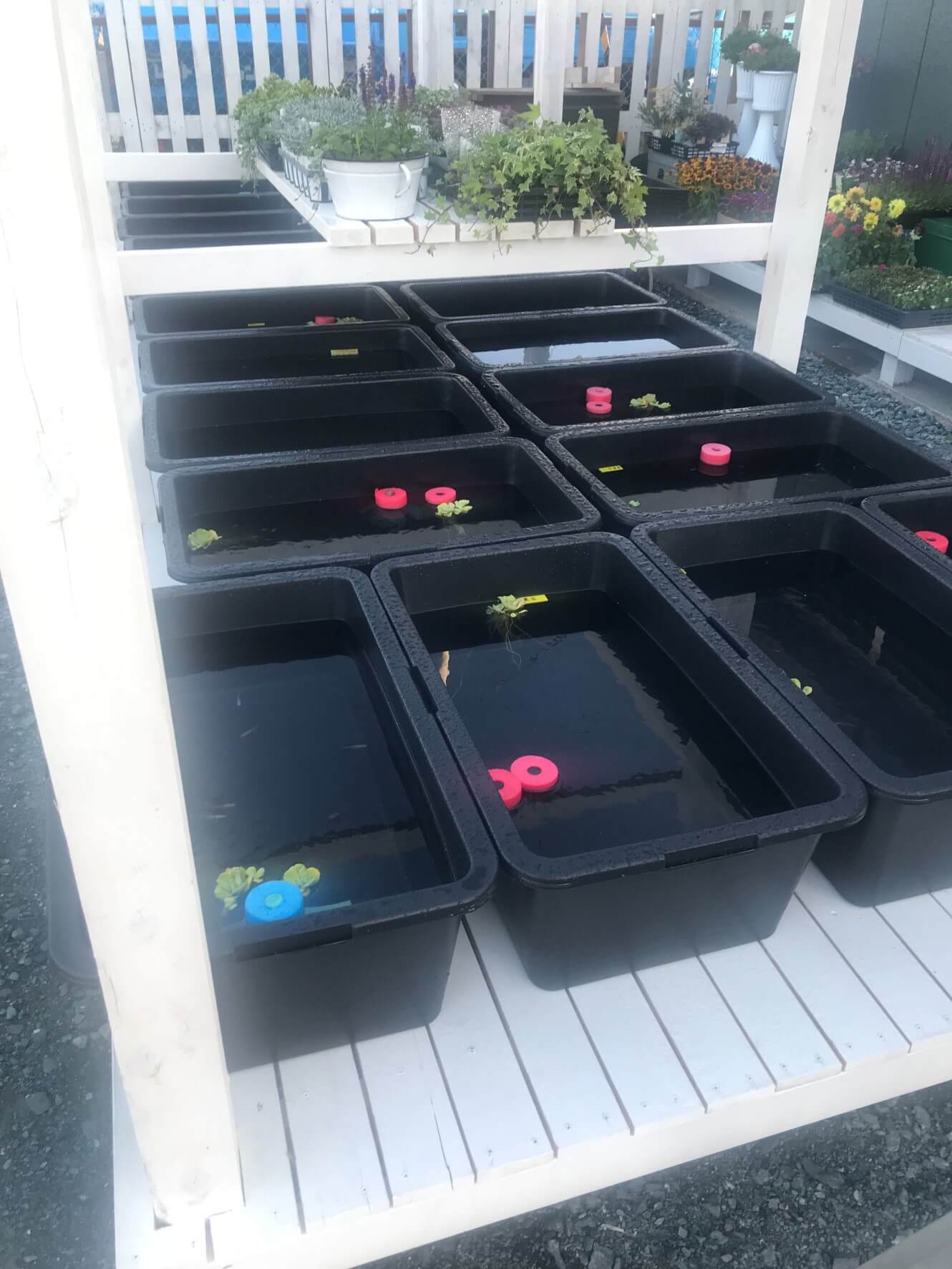 【磐田市NBgarden】珍しいメダカとキレイなお花に癒される空間