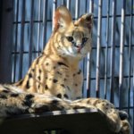 静岡県静岡市でサーバルキャットが逃げ出し行方不明