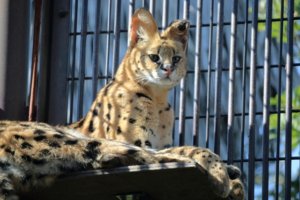 静岡県静岡市でサーバルキャットが逃げ出し行方不明