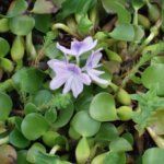 日本各地で大繁殖中!ホテイアオイで川が一面緑一色に!